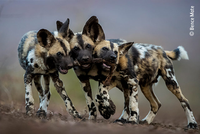 One Toy, Three Dogs