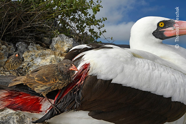 blood thirsty thomas p peschak behaviours birds wildlife