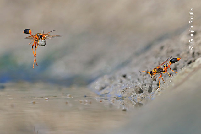 mud rolling mud dauber