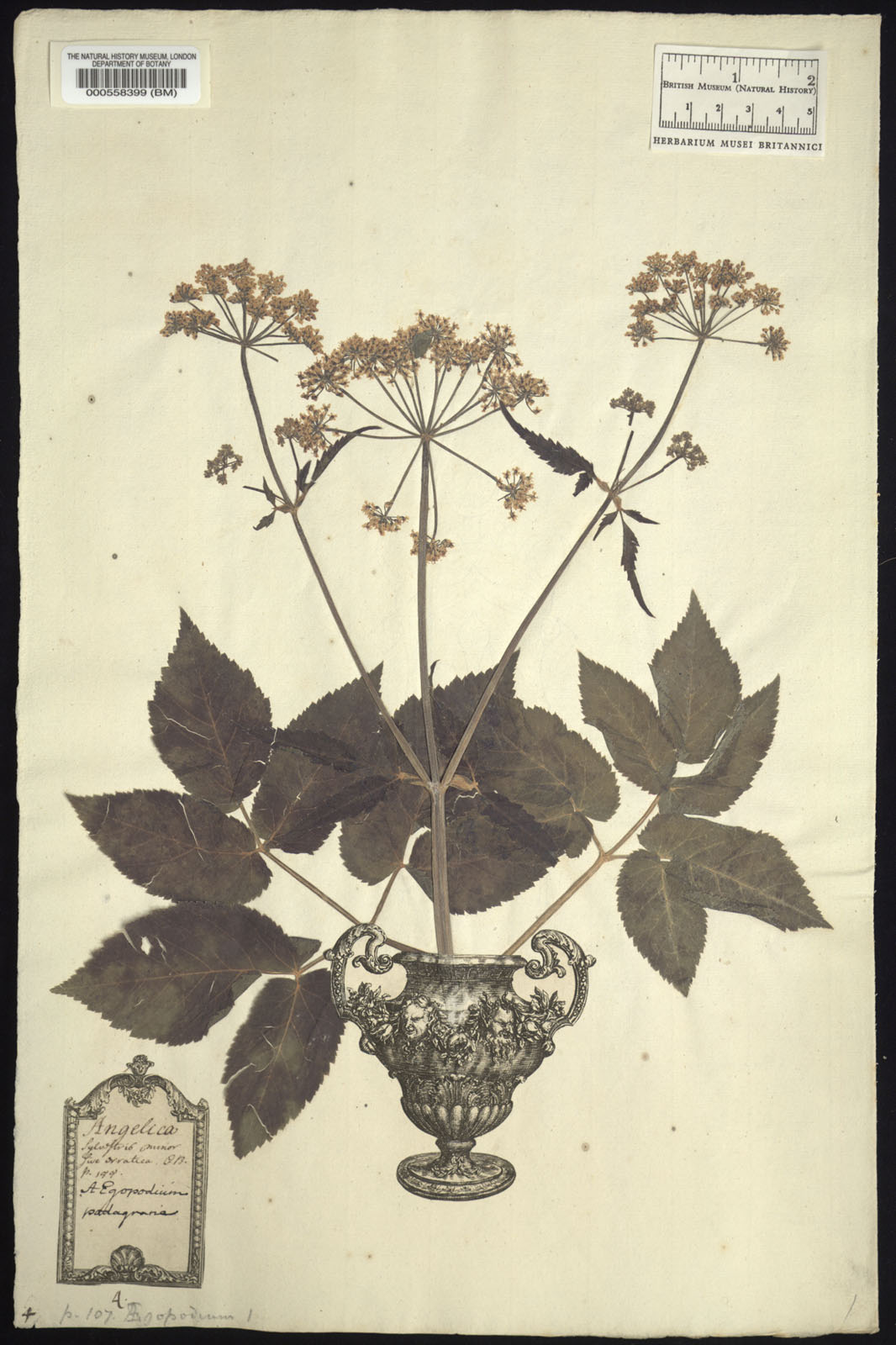 https://www.nhm.ac.uk//resources/research-curation/projects/clifford-herbarium/lgimages/BM000558399.JPG