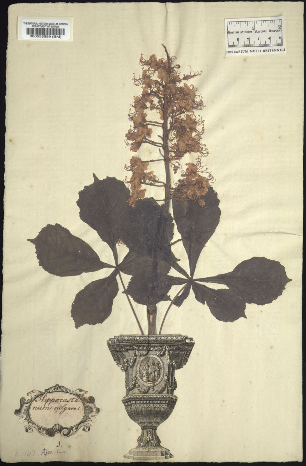 https://www.nhm.ac.uk//resources/research-curation/projects/clifford-herbarium/lgimages/BM000558599.JPG