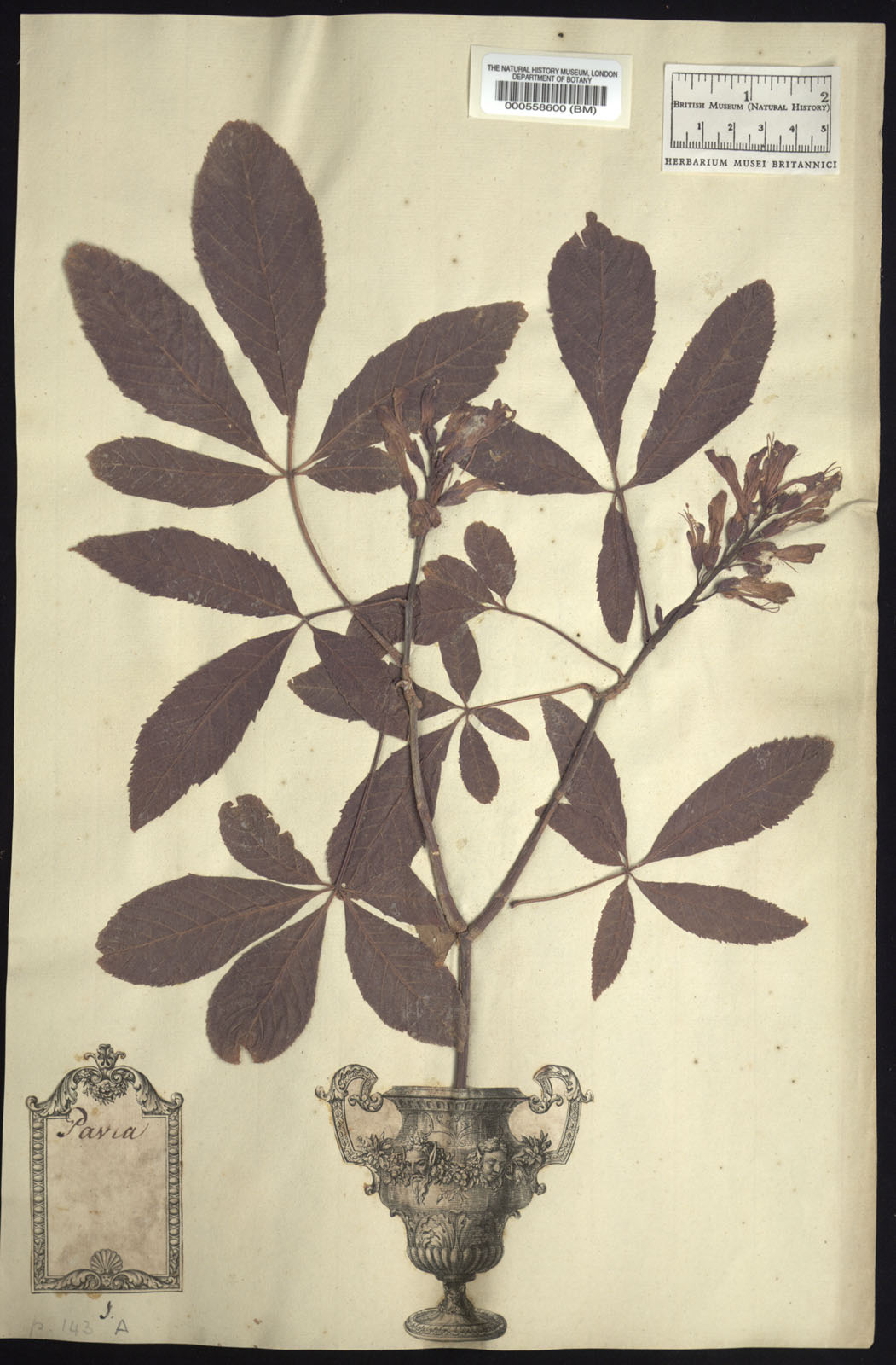 https://www.nhm.ac.uk//resources/research-curation/projects/clifford-herbarium/lgimages/BM000558600.JPG