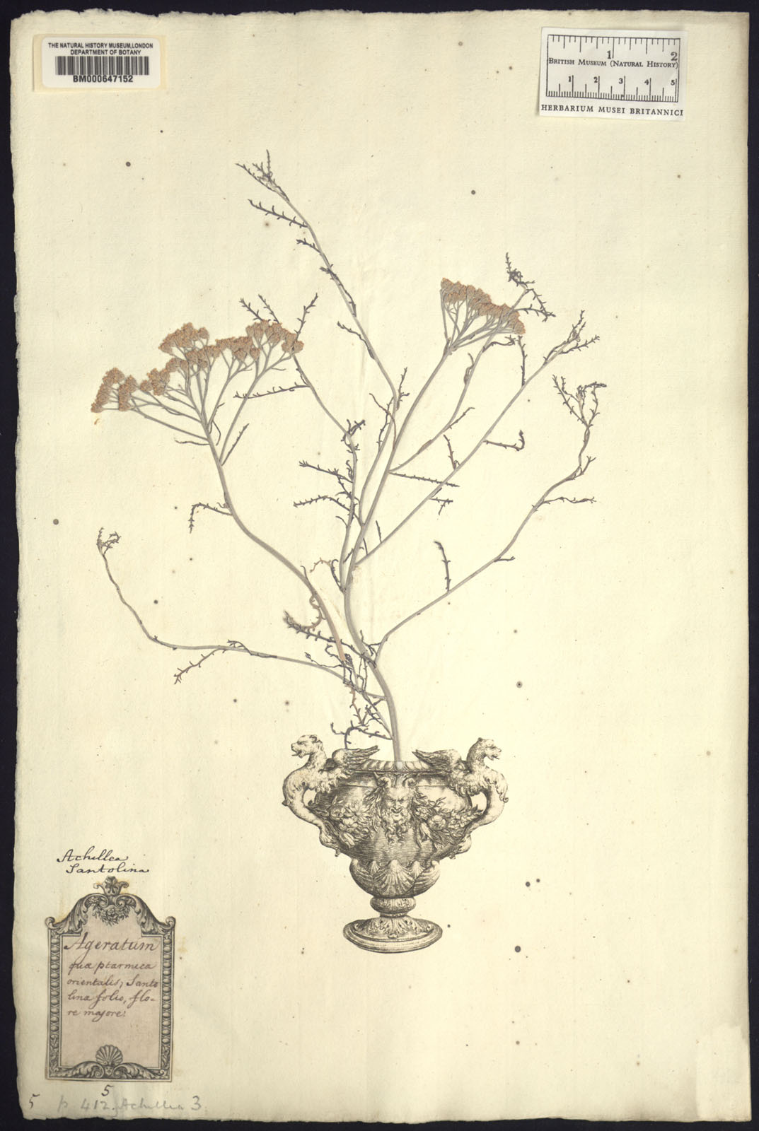 https://www.nhm.ac.uk//resources/research-curation/projects/clifford-herbarium/lgimages/BM000647152.JPG