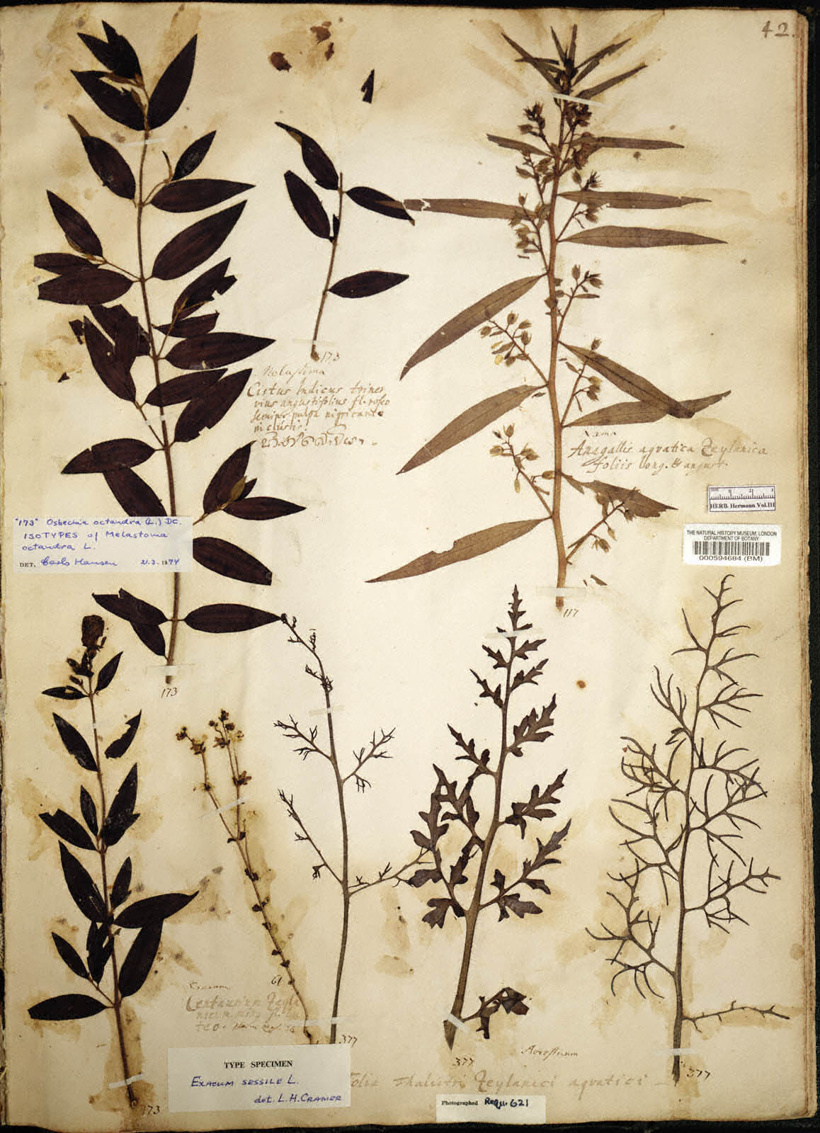 https://www.nhm.ac.uk//resources/research-curation/projects/hermann-herbarium/lgimages/BM000594684.JPG