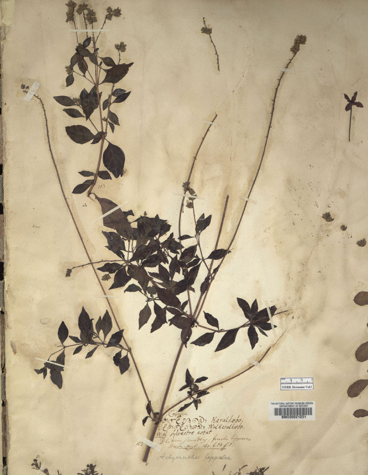 https://www.nhm.ac.uk//resources/research-curation/projects/hermann-herbarium/lgimages/BM000621231.JPG