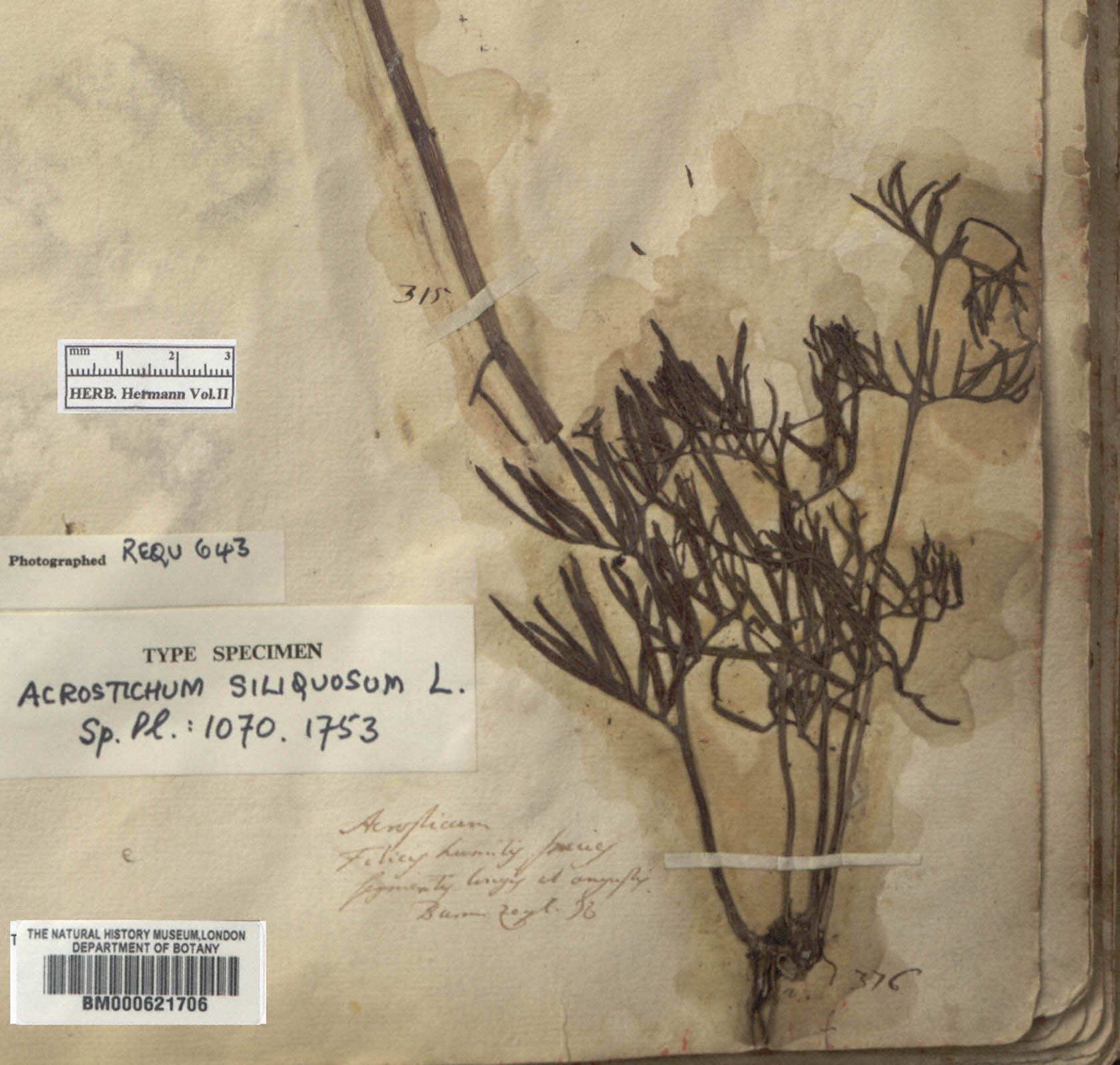 https://www.nhm.ac.uk//resources/research-curation/projects/hermann-herbarium/lgimages/BM000621706.JPG