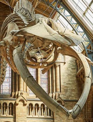The artist render of how the skeleton appears in Hintze Hall