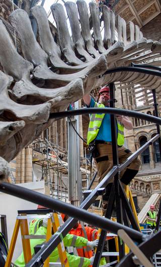 A Blue Whale skeleton