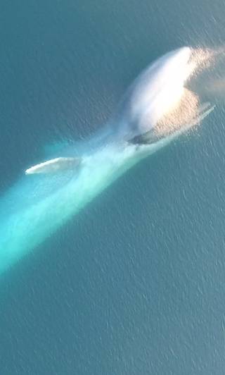 A Blue Whale skeleton