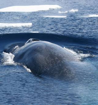 A Blue Whale skeleton