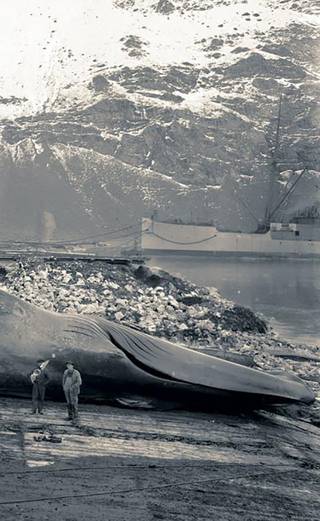 A crew of whalers in front of thier captured whale, date unknown