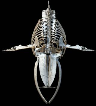 A Blue Whale skeleton