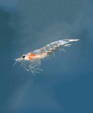 Antartic krill