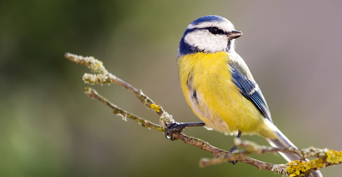 A blue tit perched on a stick