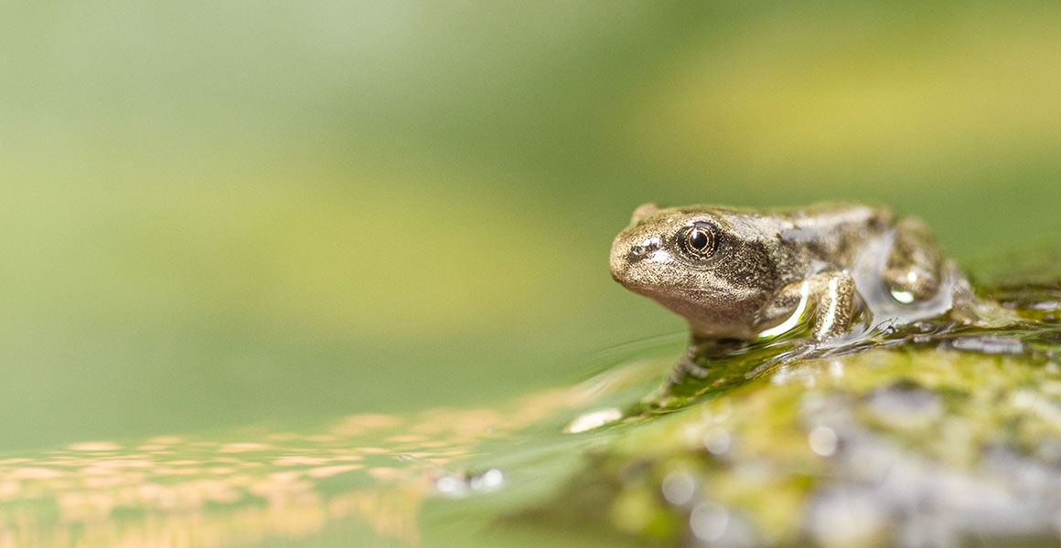 A common frog froglet beside a pond