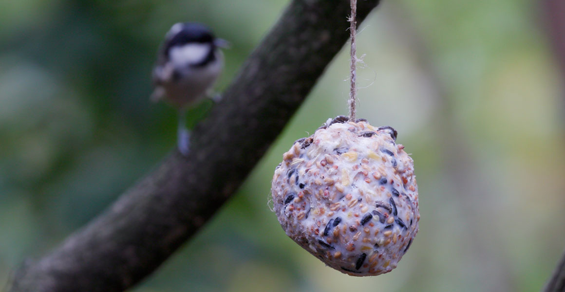 A pine cone fat ball feeder hanging from a tree