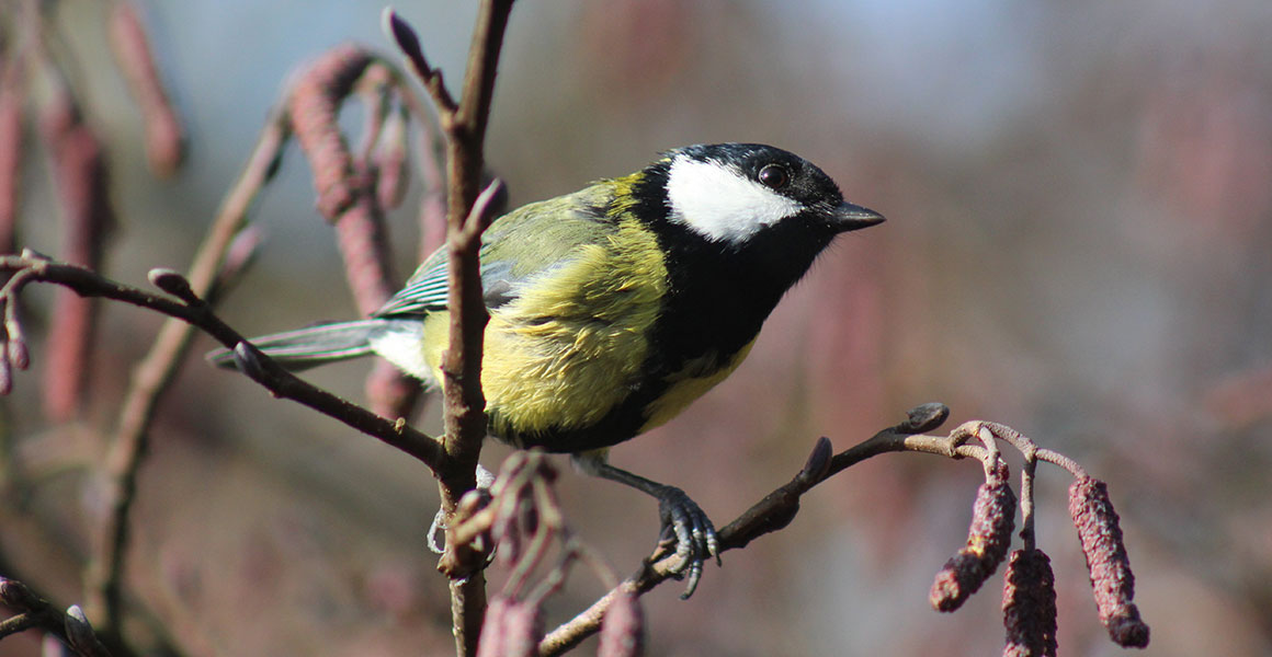 A great tit perched in a tree
