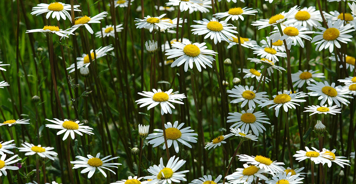 Oxeye daisies