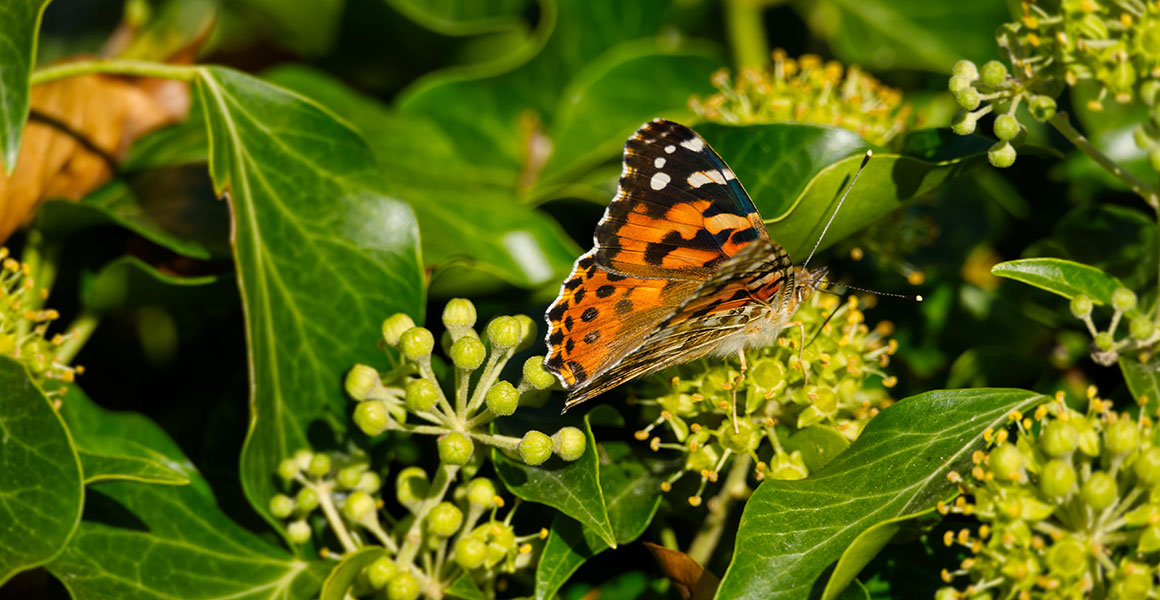 A painted lady butterfly perched on common ivy