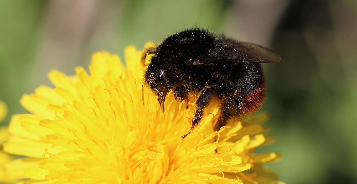 A red-tailed bumblebee pollinating a dandelion