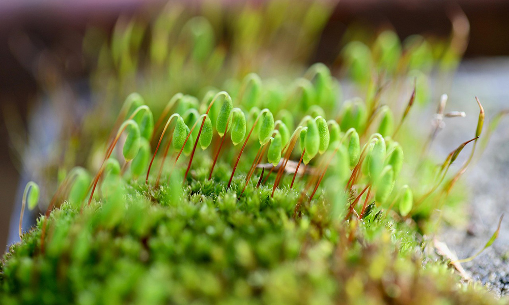 Detail of green moss