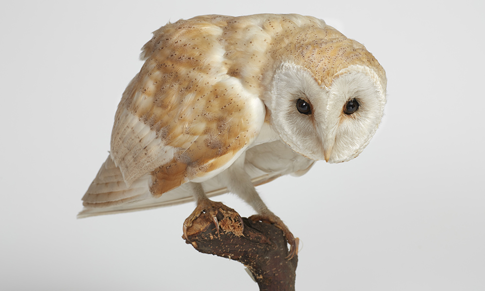 A creamy-white Barn Owl is pictured standing on a branch over a white background