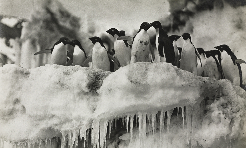 A group of penguins are photographed during the Terra Nova Antarctic expedition of 1911