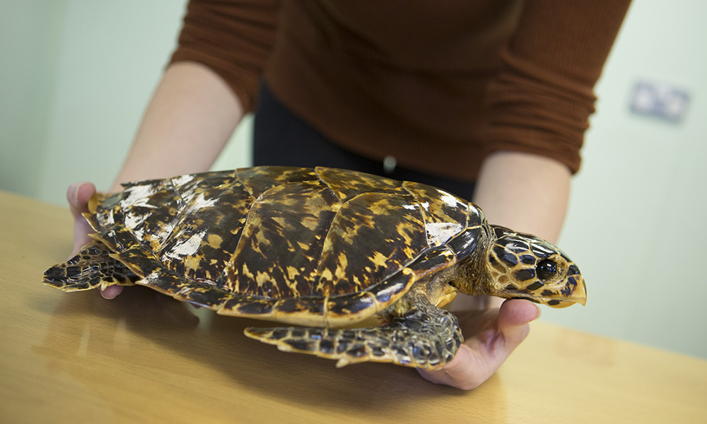 A person holds a turtle with both hands