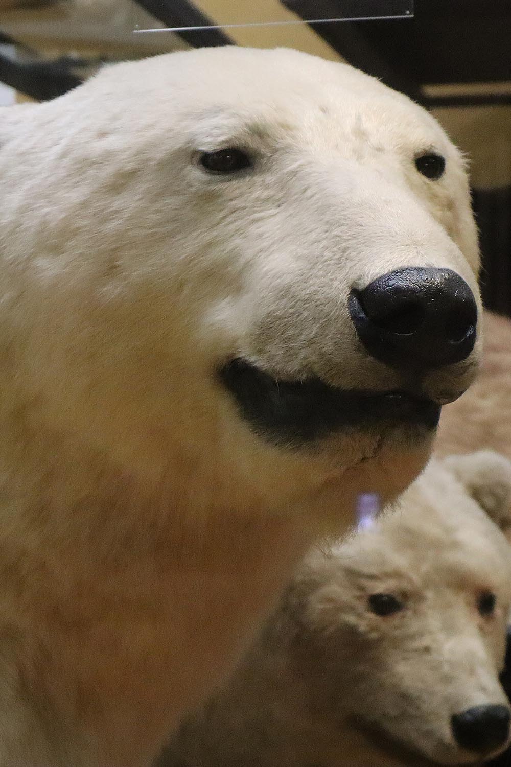 Headshot of our polar bear in Gallery 1