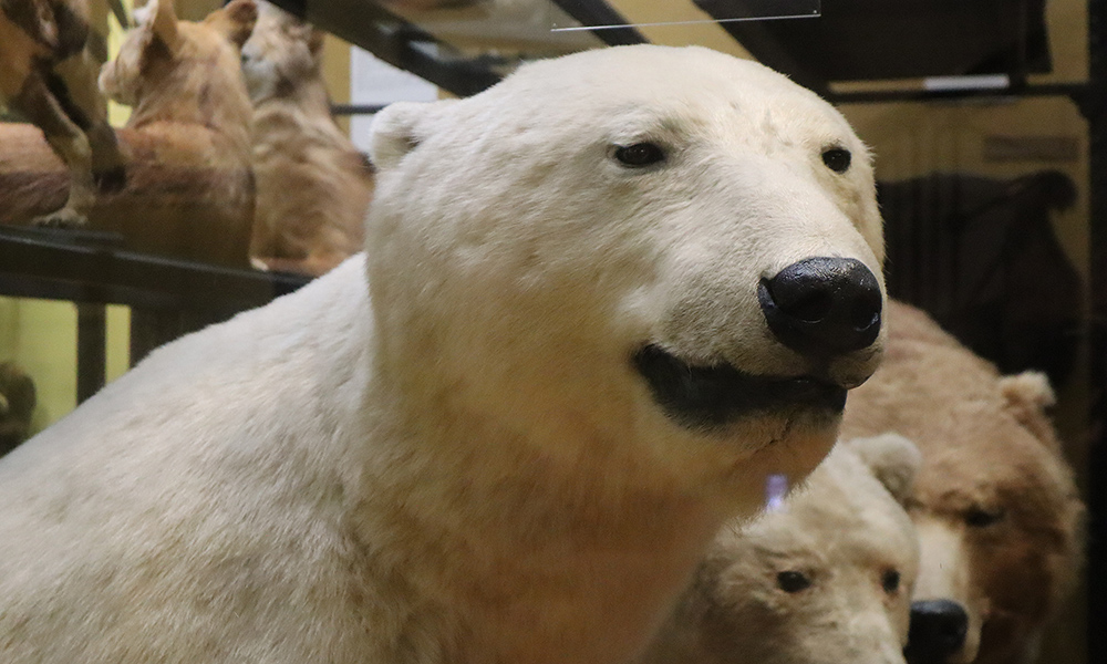 Headshot of our polar bear in Gallery 1
