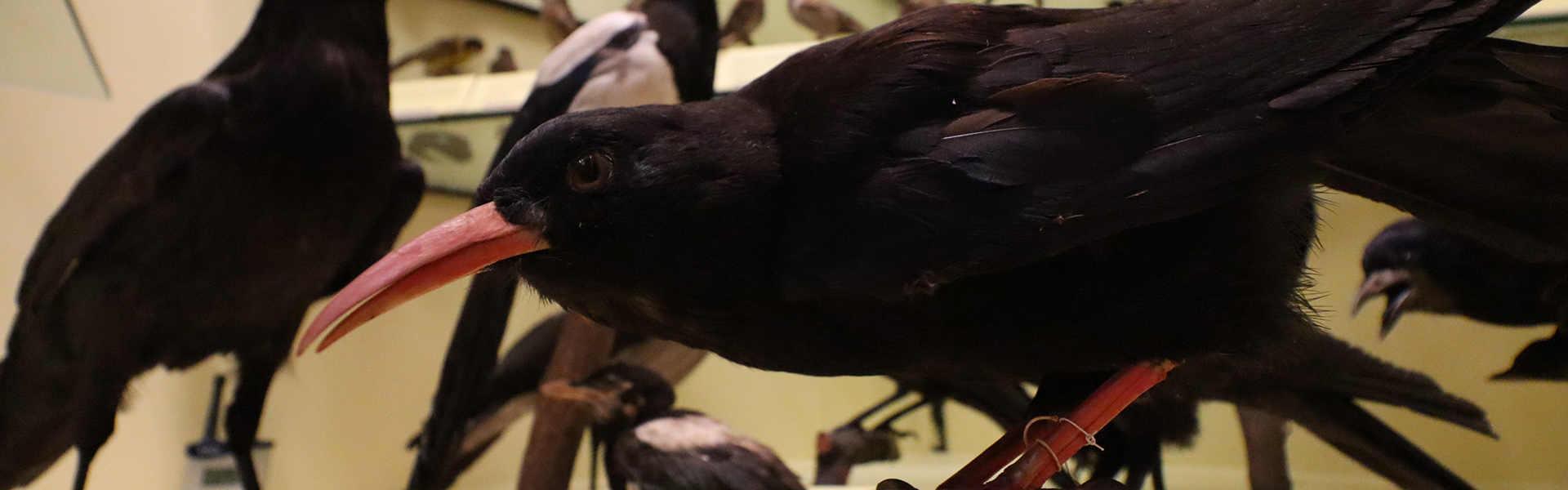 A stuffed black magpie