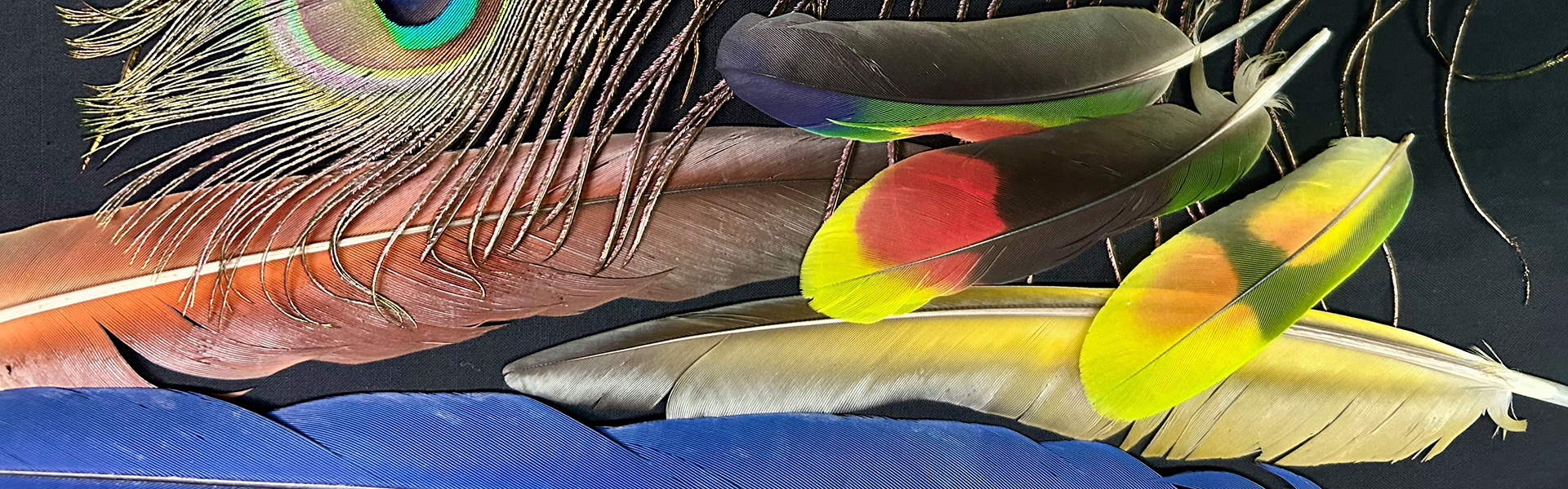 Colourful feathers on a black background
