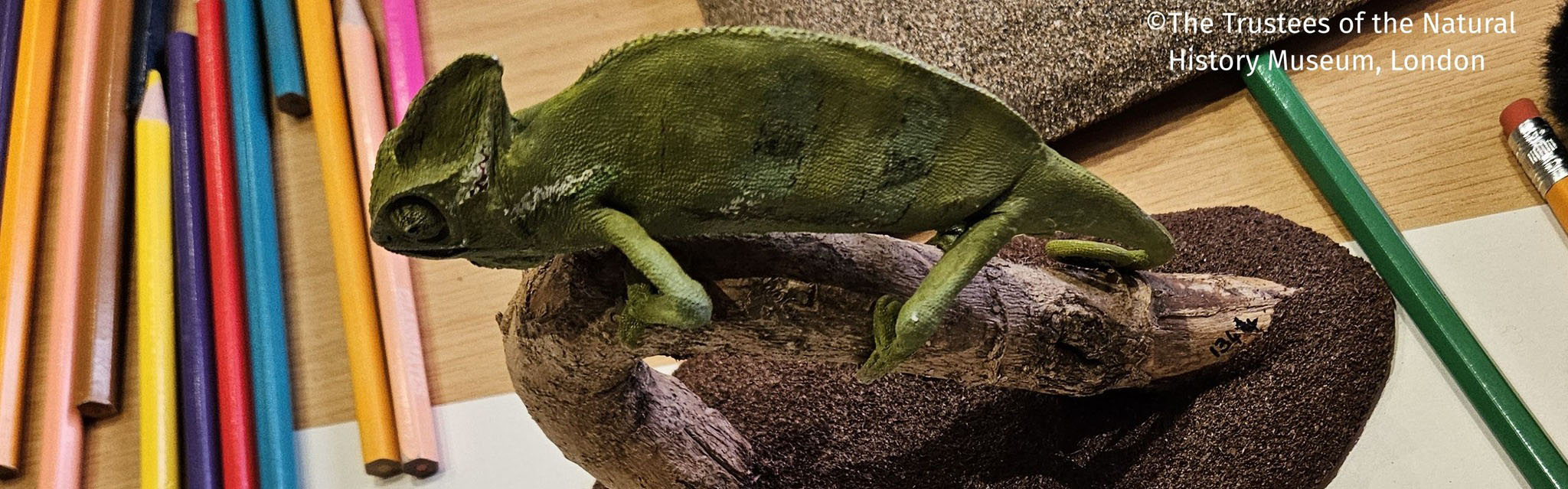 A fake chameleon sits on a rock next to colour pencils 
