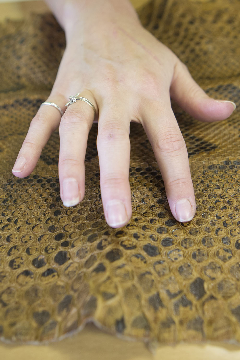 A hand is seen touching reptile skin