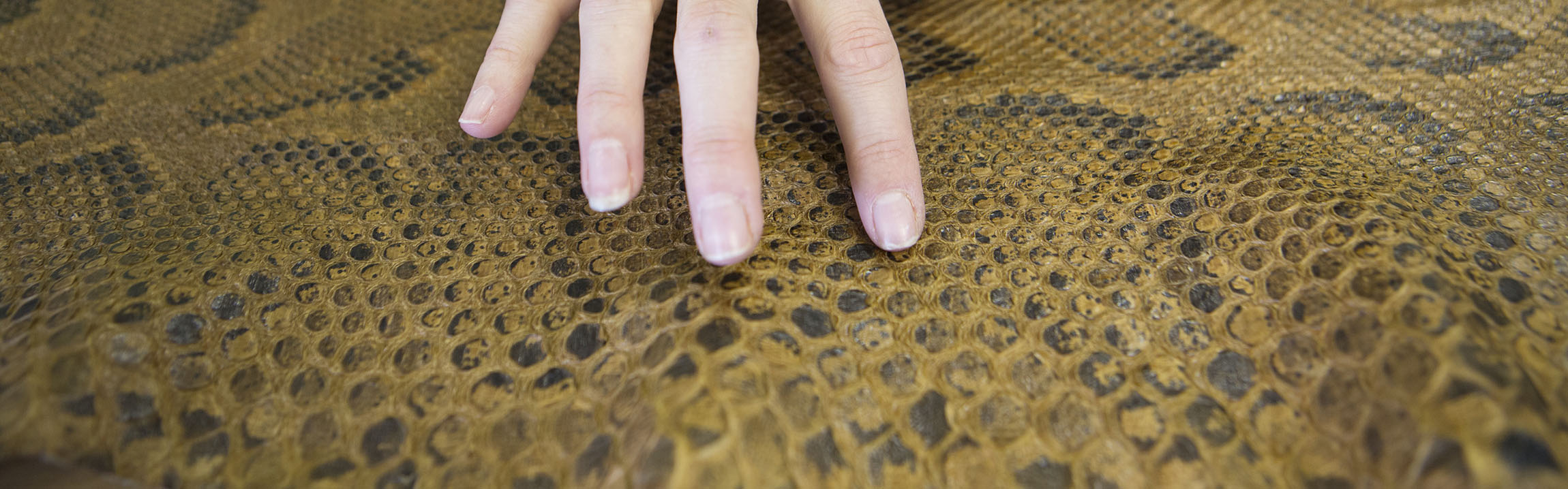 A hand is seen touching reptile skin