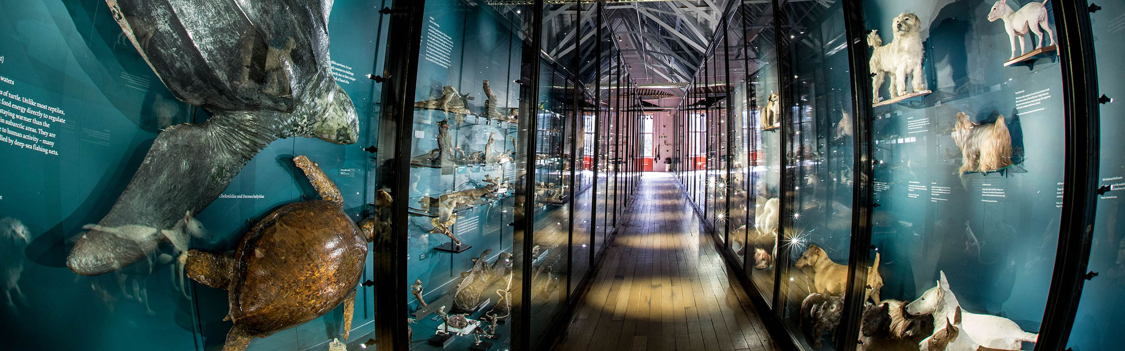 Models of speciments are seen behind glass in a hallway of the Museum