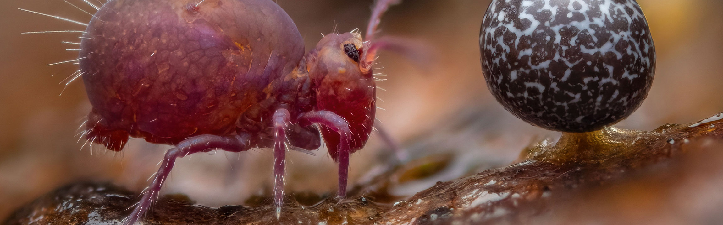 Picture winner of the Young Wildlife Photographer of the Year 2024, of a raspberry-coloured springtail next to a ballooning slime mould. 