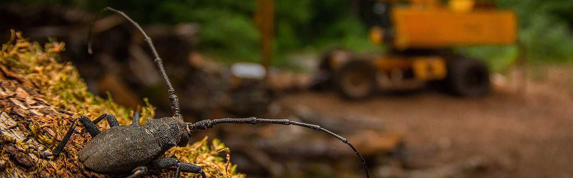 Picture winner of the Young Wildlife Photographer of the Year 2025, of a longhorn beetle standing in front of logging machinery 