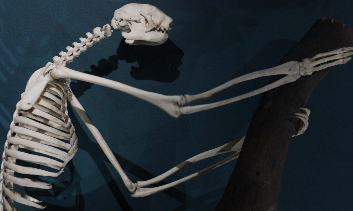 A sloth skeleton is pictured against a dark blue background