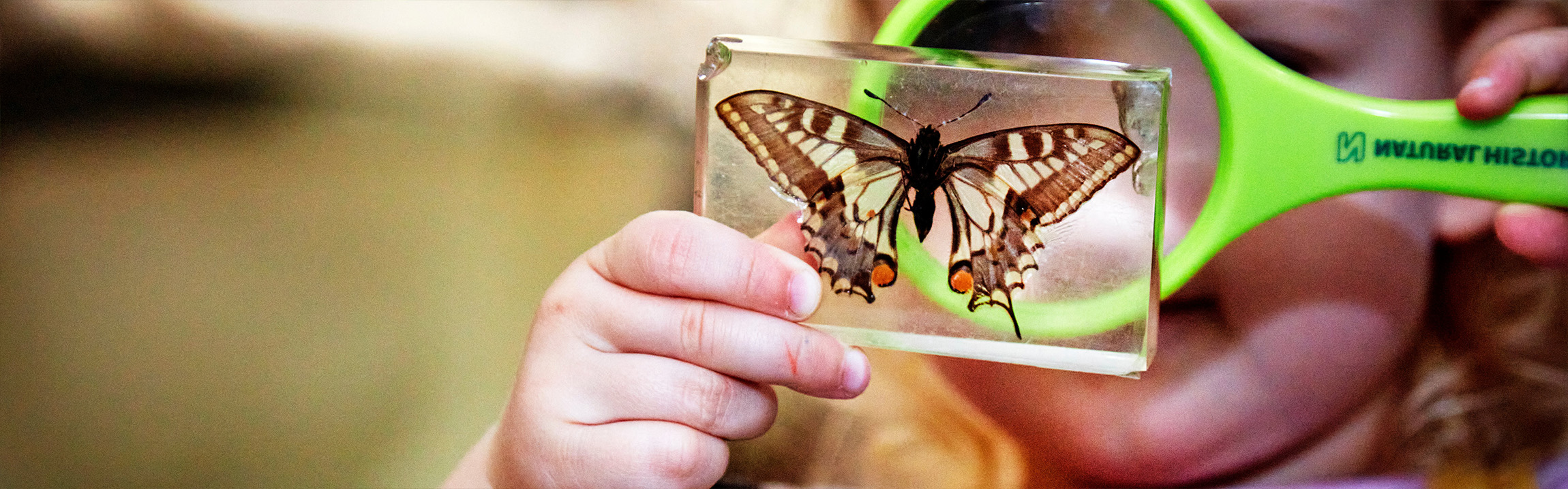 A child looks at a butterfly through a magnifying glass