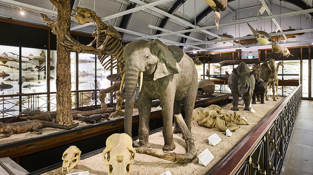 View of Gallery 3 with specimens including an elefant and a giant sloth.