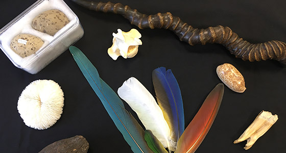 Various objects laid out on a black background including a twisted horn and colourful feathers