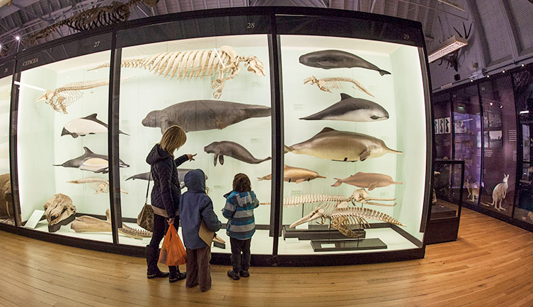 Home educated groups can use the Museum at Tring to supplement their learning, free of charge