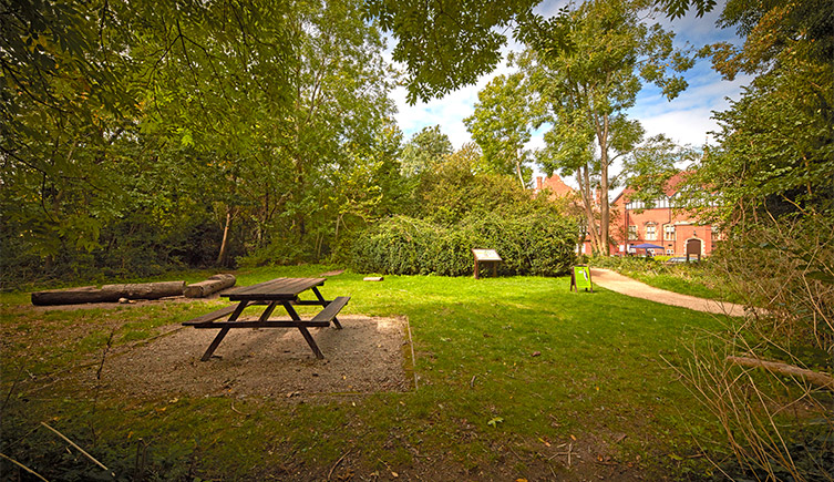 Woodland space in the Tring grounds