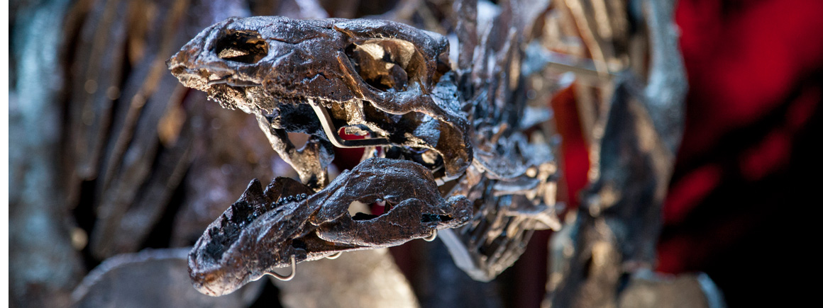 Stegosaurus specimen acquired for the museum in 2013.