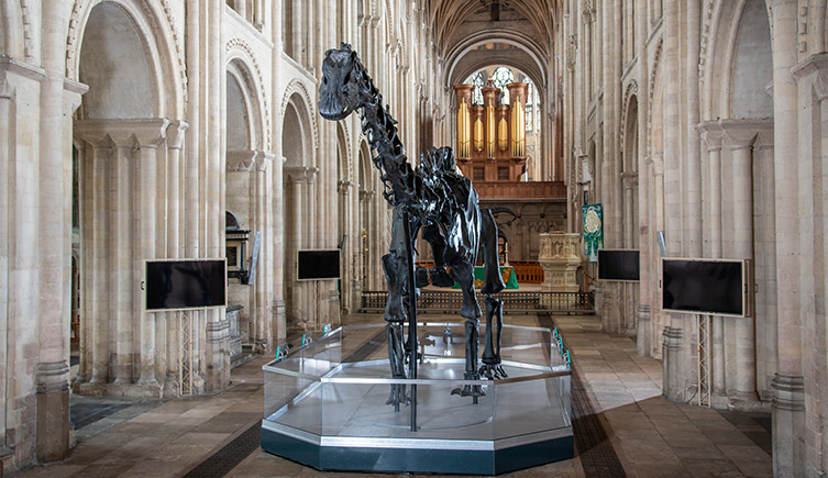 Dippy in the nave of Norwich Cathedral