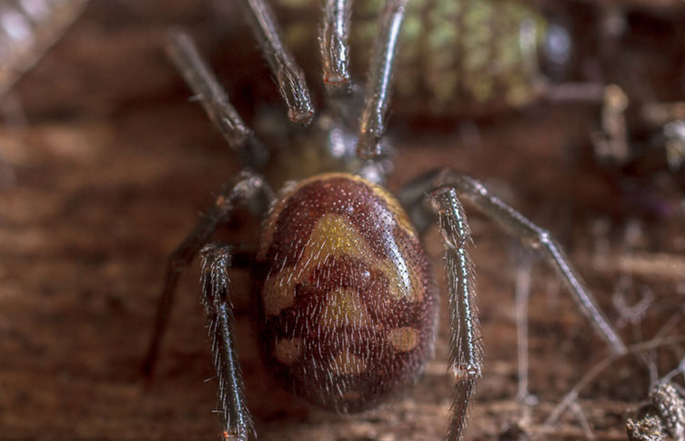 A close up of the brown and cream markings on the abdomen of a cupboard false widow spider.
