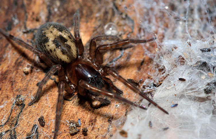 A lace web spider on a wooden surface, next to its web