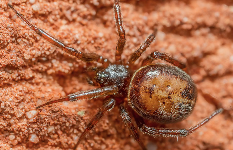 A photograph of a rabbit hutch spider