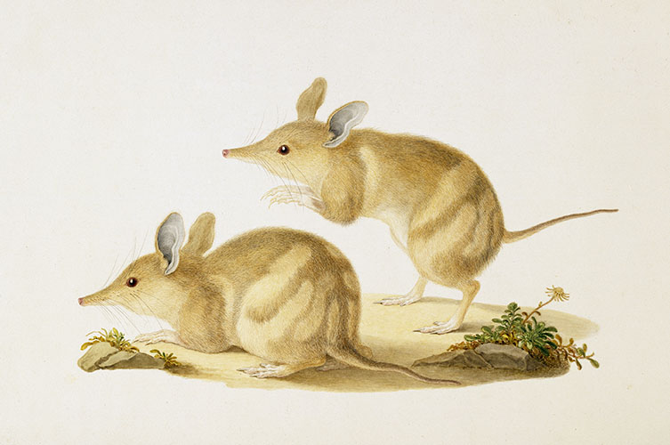 A watercolour painting of a barred bandicoot